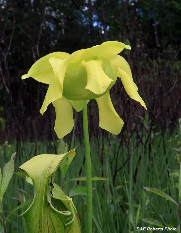 Pitcher_plant_flower