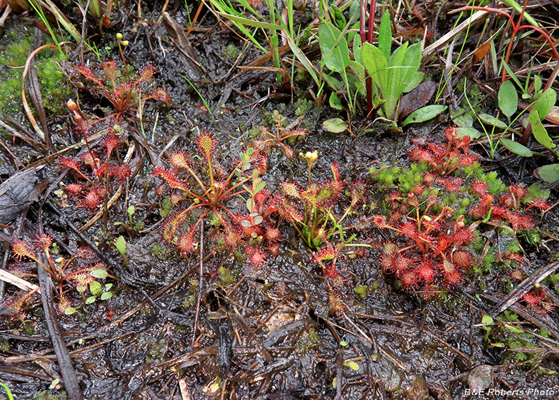 Sundews