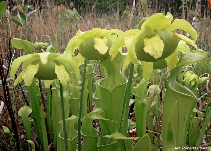 Pitcher_plants