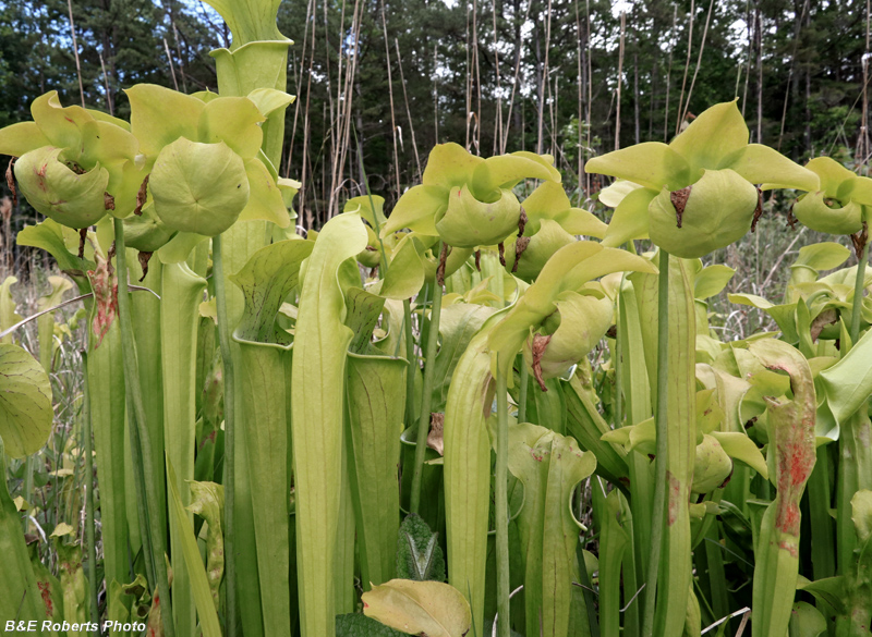 Pitcher_plants