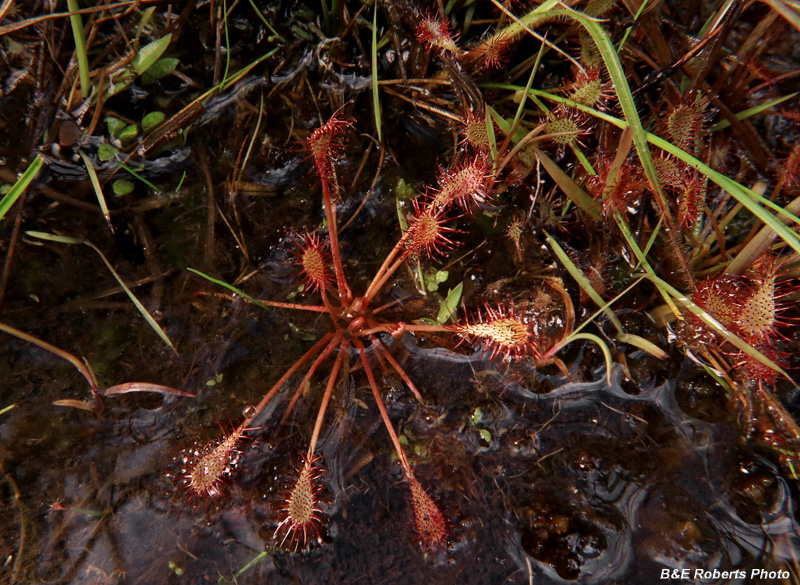Sundew