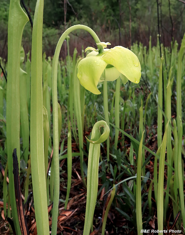 Pitcher_flower