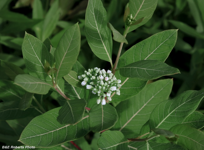 Hemp_Dogbane