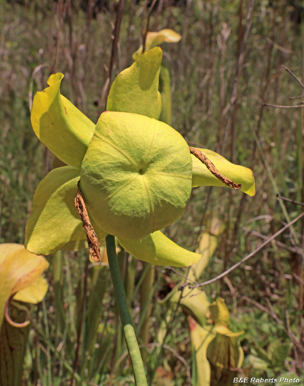 Green_Pitcher_flower