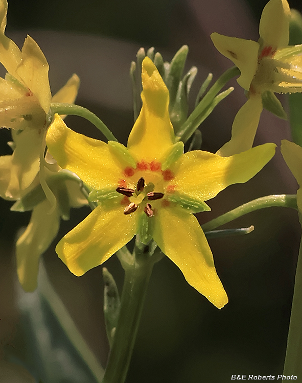 Bog_Candle_flower