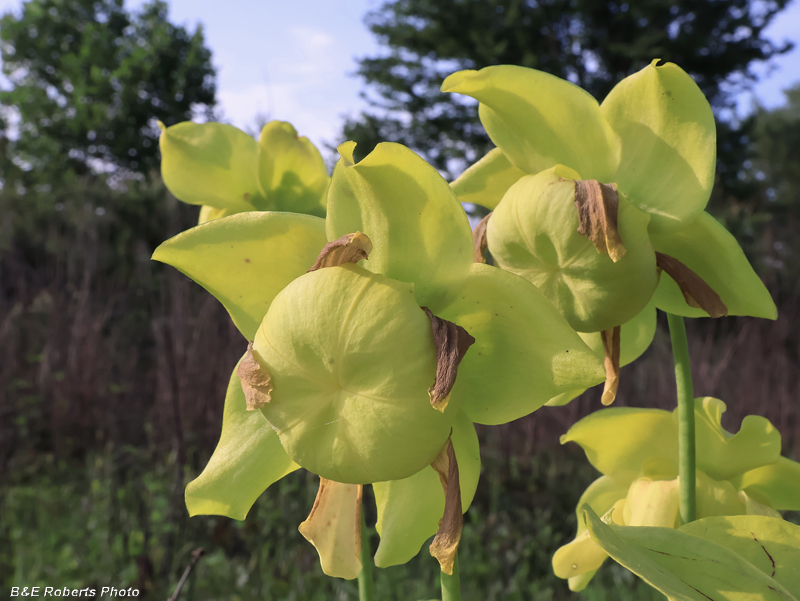 Pitcher_flowers