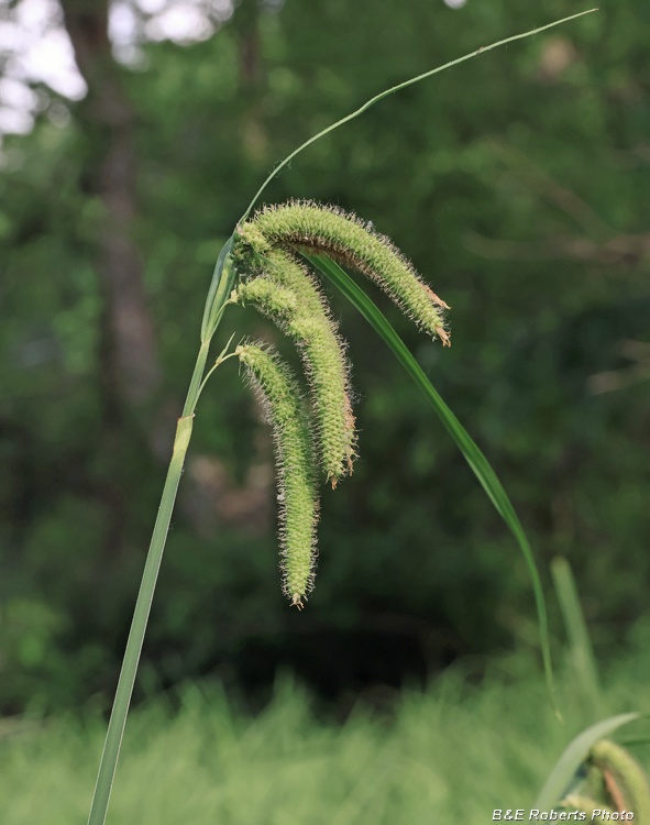 Carex
