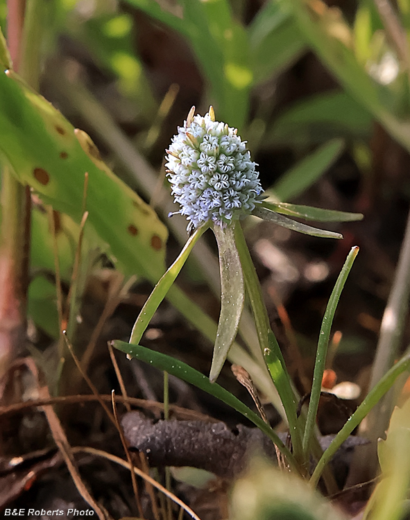 Eryngium_prostratum