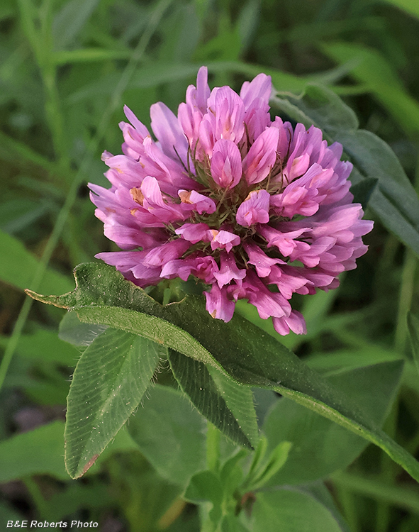 Clover