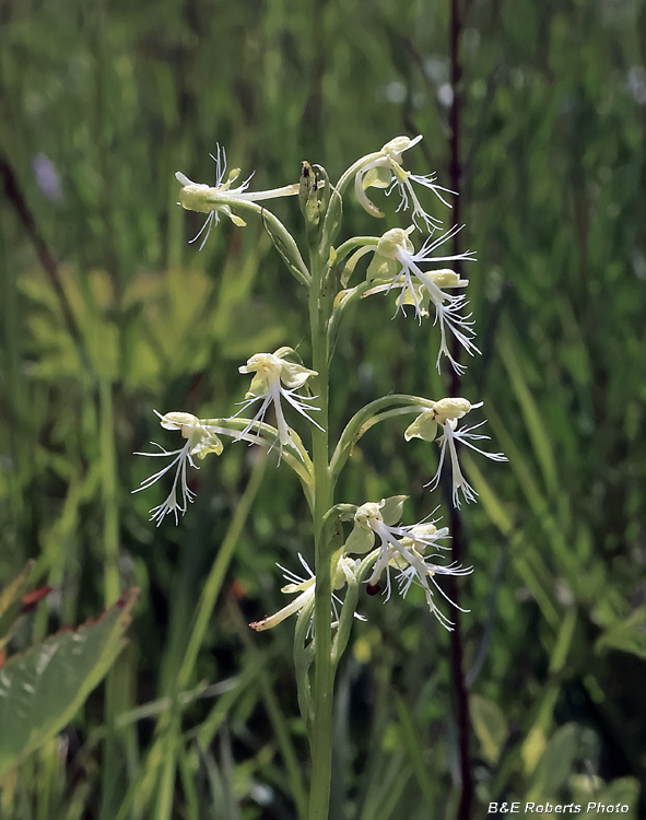 Platanthera_lacera