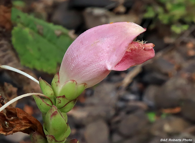 Turtlehead