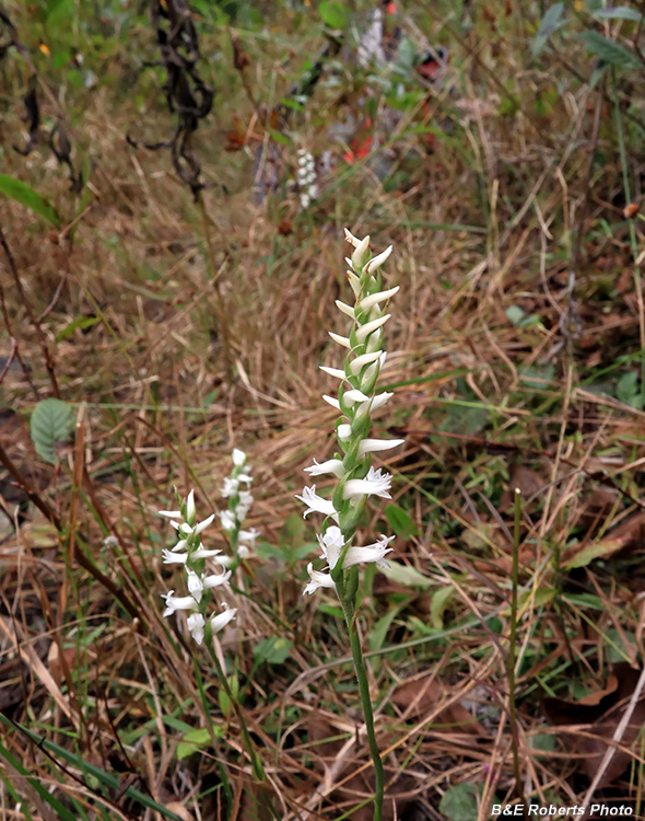 Spiranthes