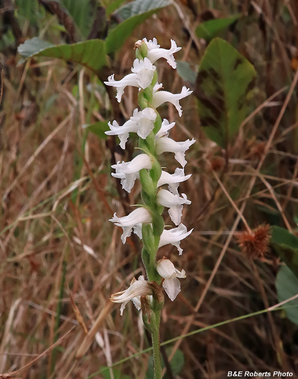 Spiranthes