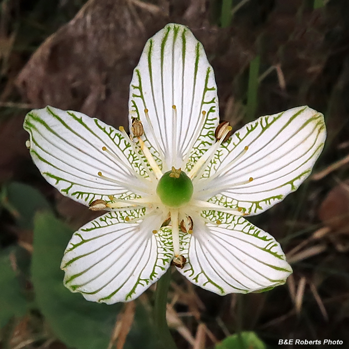 Parnassia