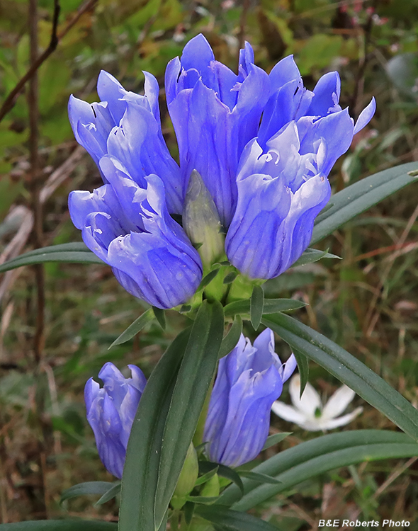 Gentiana