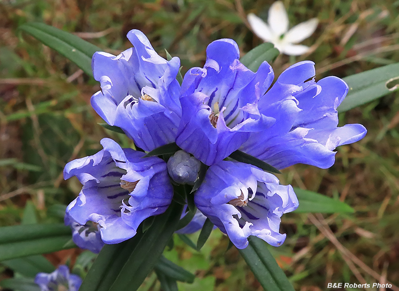 Gentiana