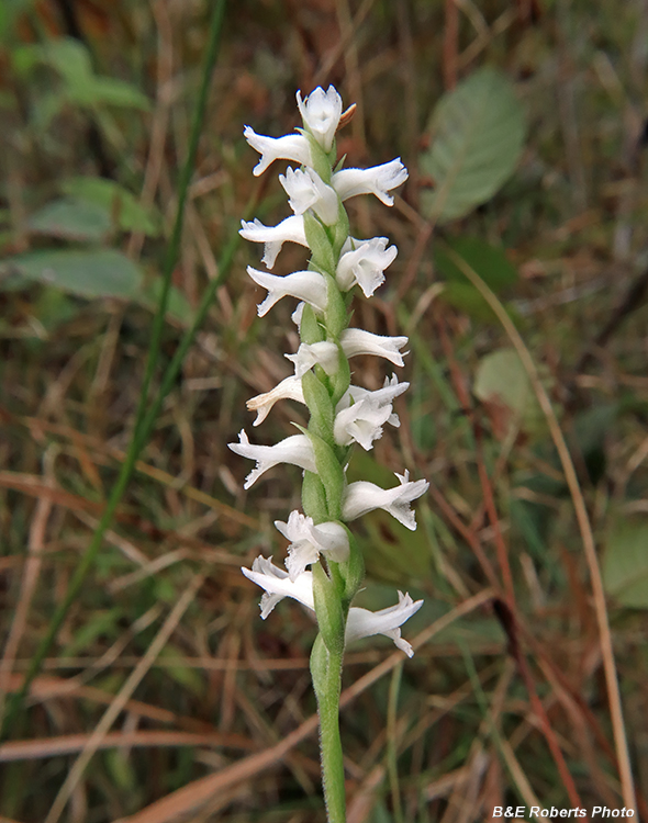 Spiranthes