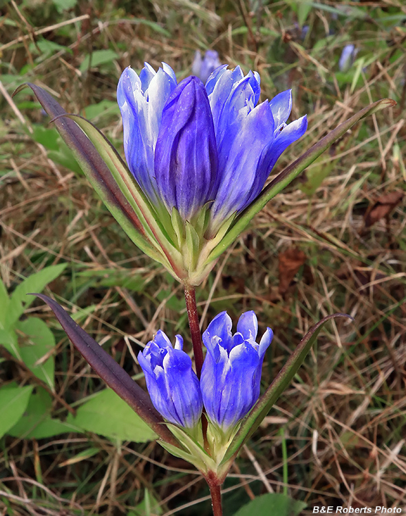 Gentiana