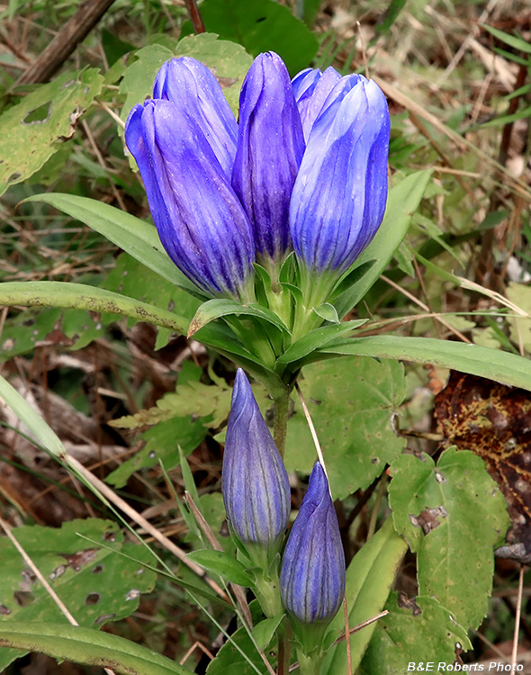 Gentiana