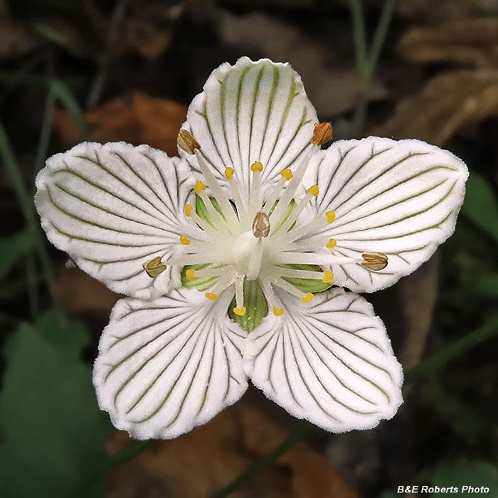 Parnassia