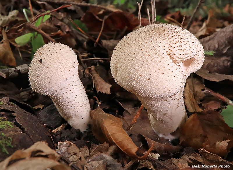 Lycoperdon