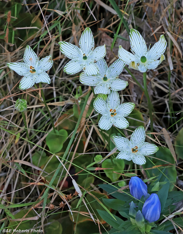 Parnassia_Gentian
