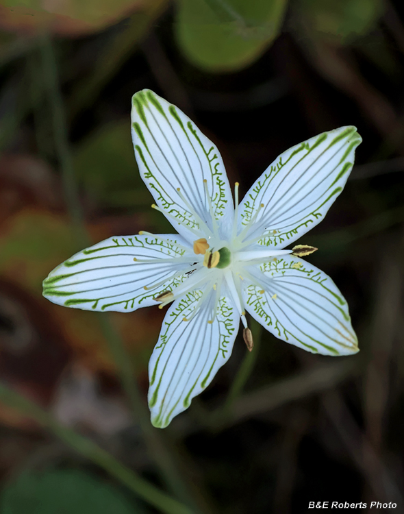 Parnassia