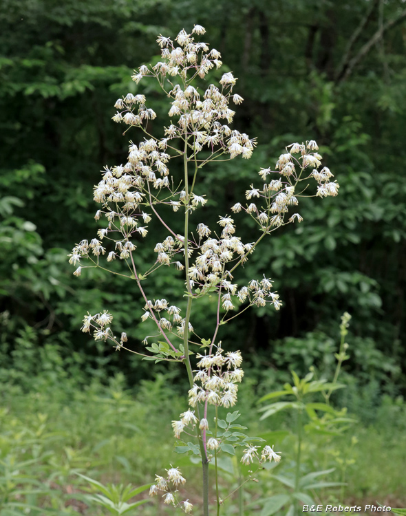 Thalictrum