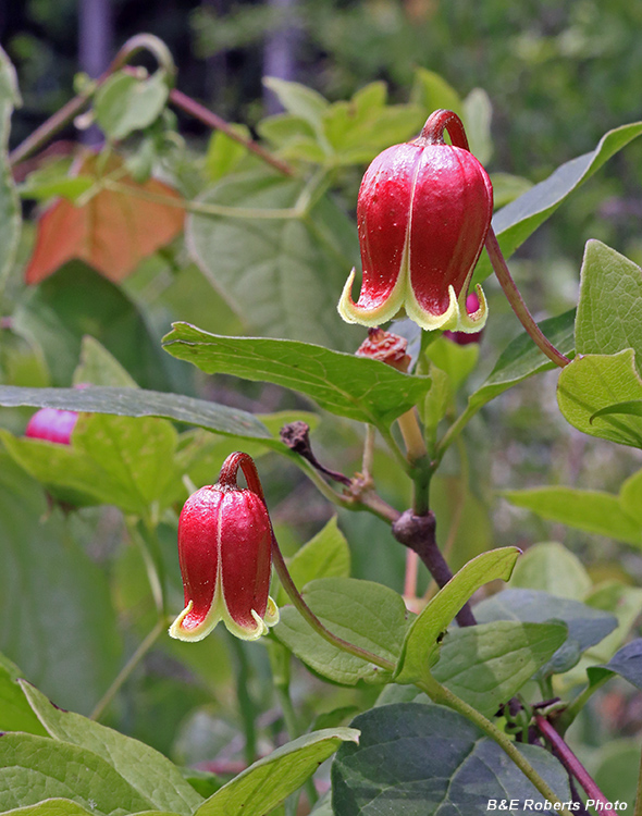 Clematis