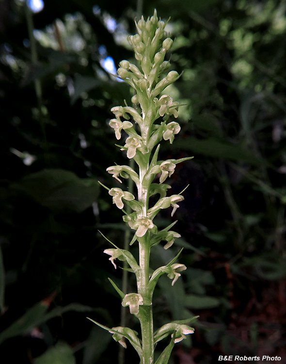 Platanthera_herbiola