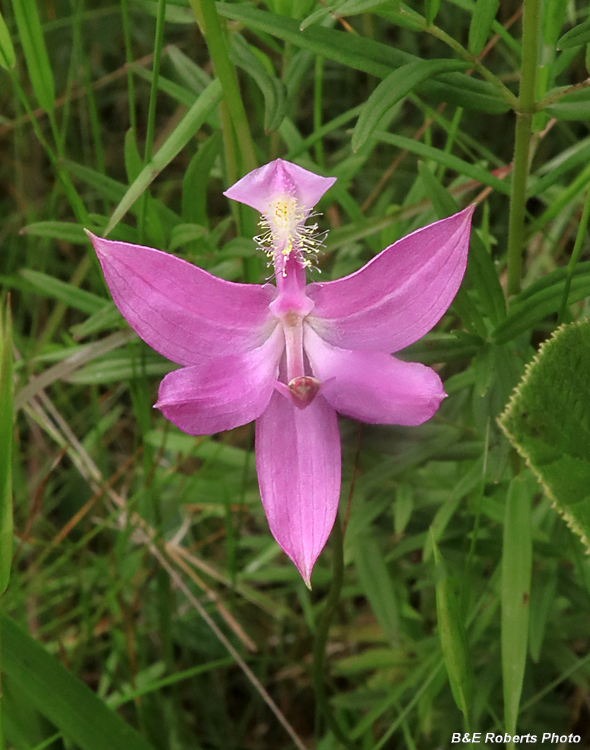 Calopogon