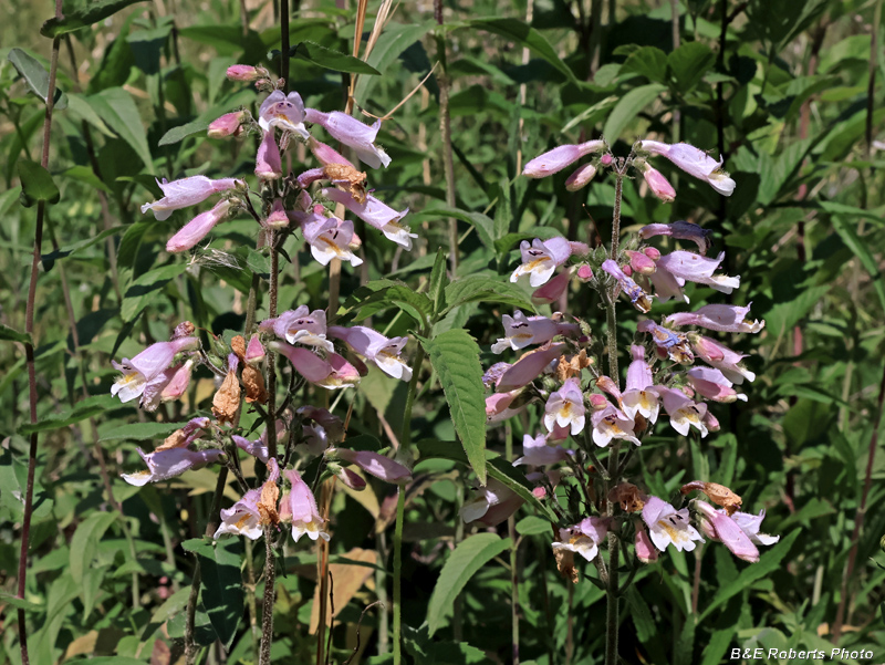 BeardTongue
