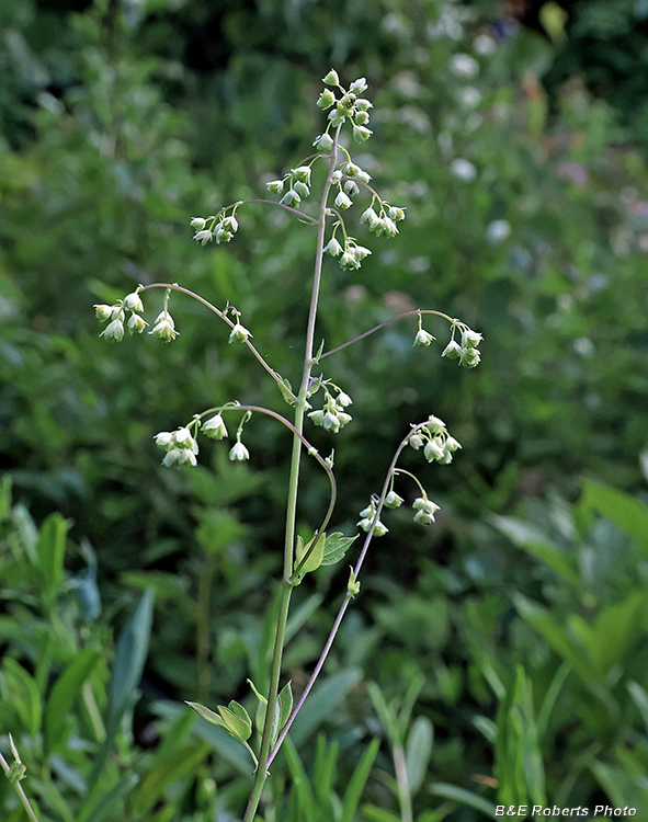 Thalictrum