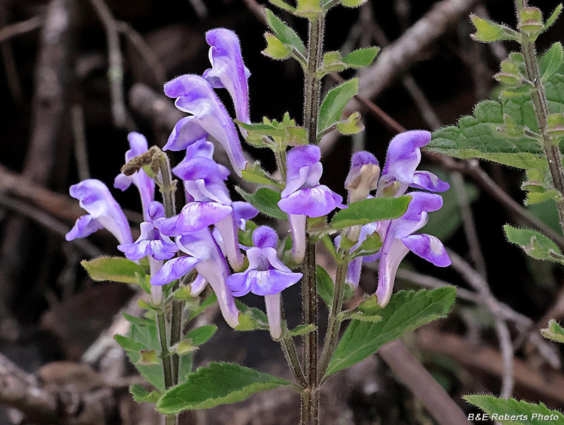 Scutellaria