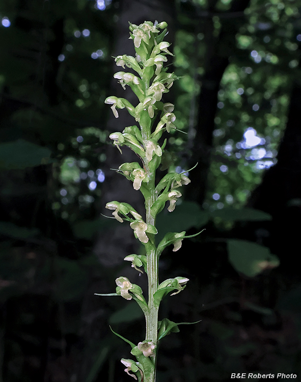 Platanthera_herbiola