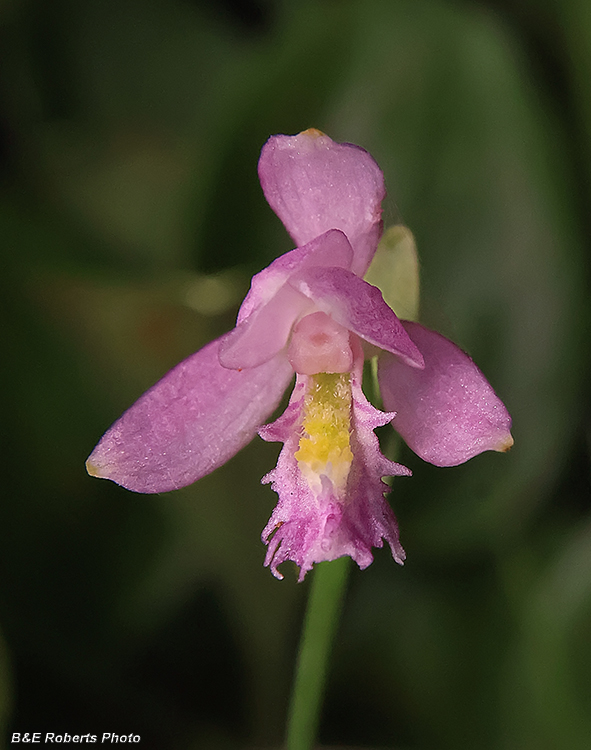 Pogonia