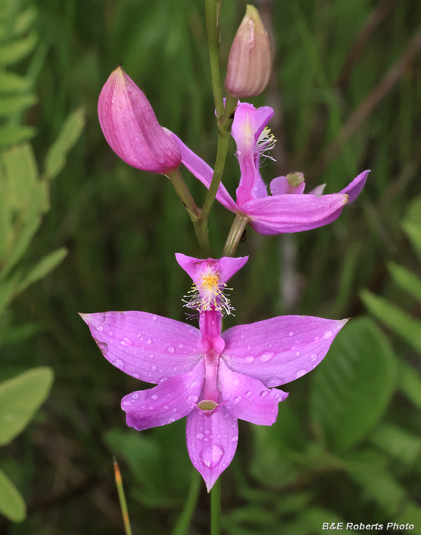 Calopogon