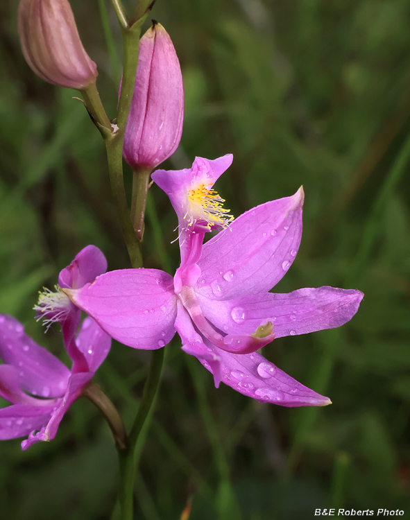 Calopogon
