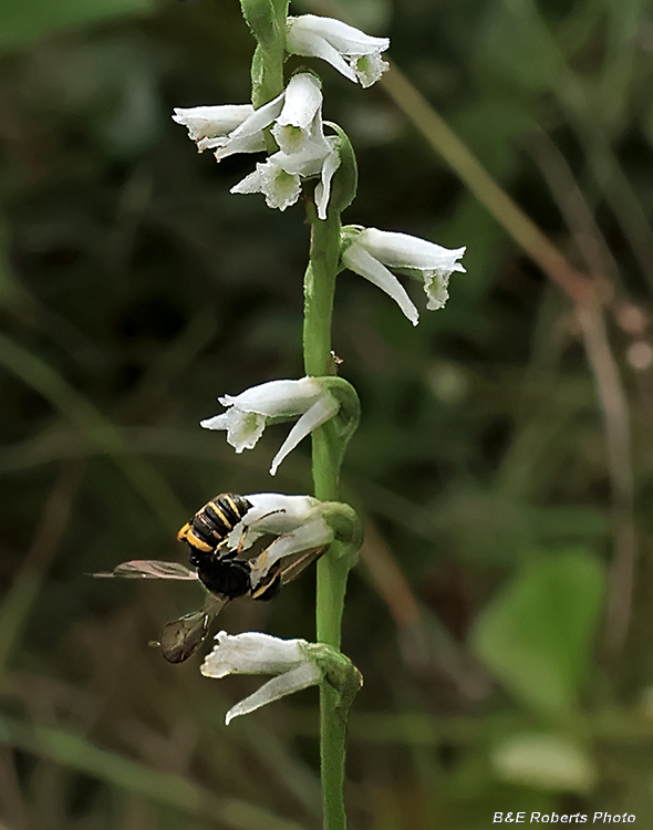 Spiranthes