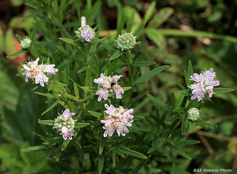Pycnanthemum_virginianum