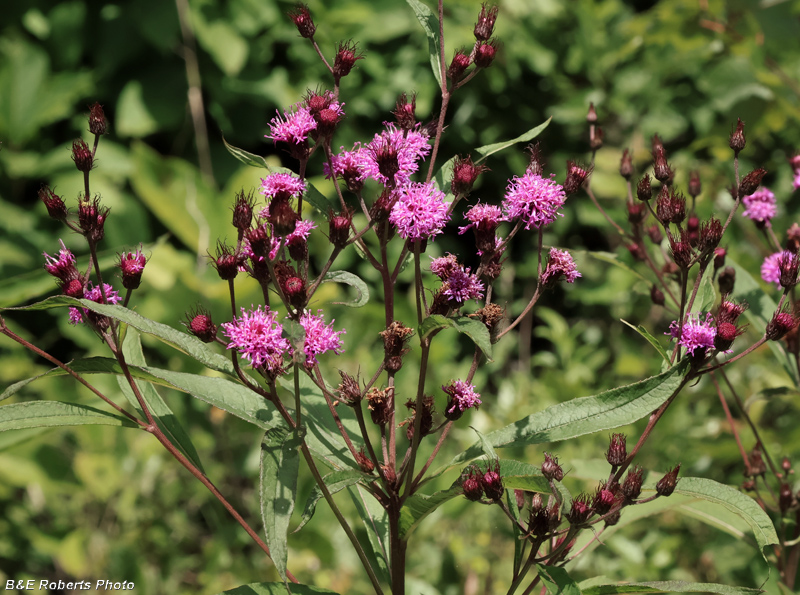 Ironweed