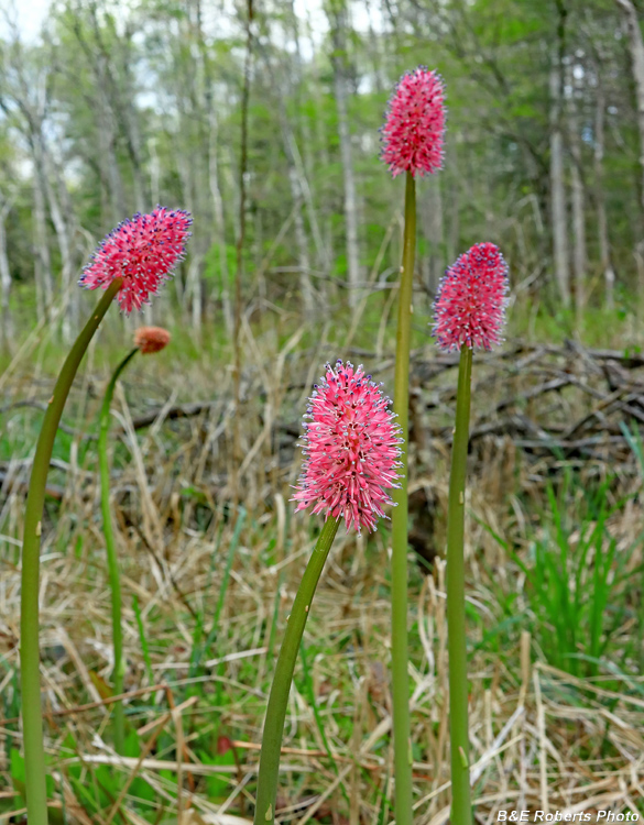 Helonias