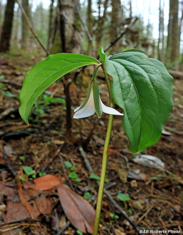 Turks_Cap_Lily