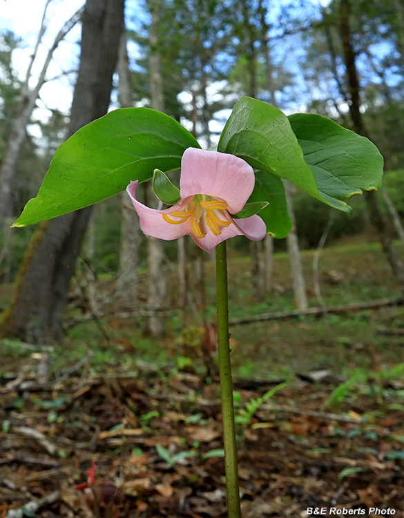 Turks_Cap_Lily