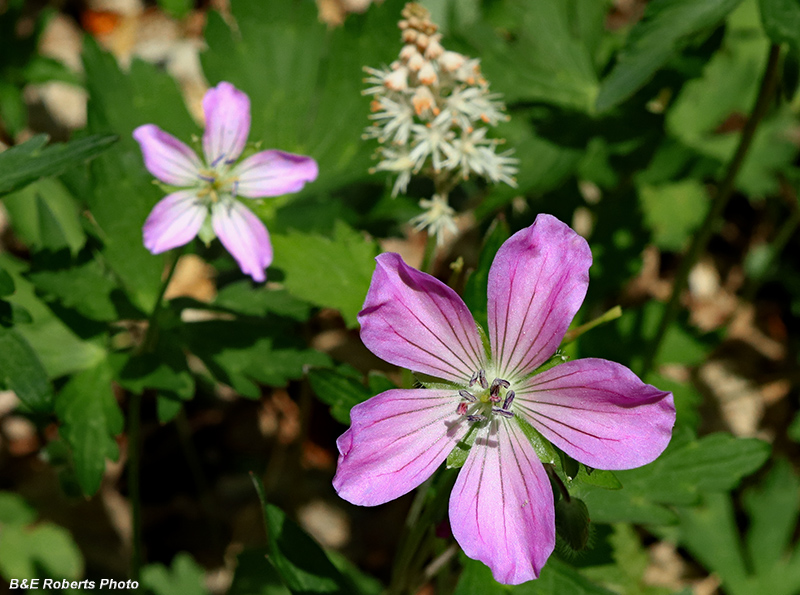 Geranium