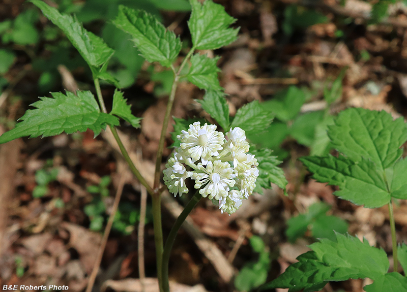 Actaea