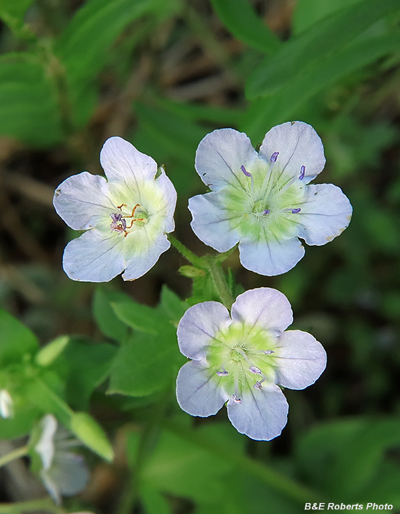 Phacelia