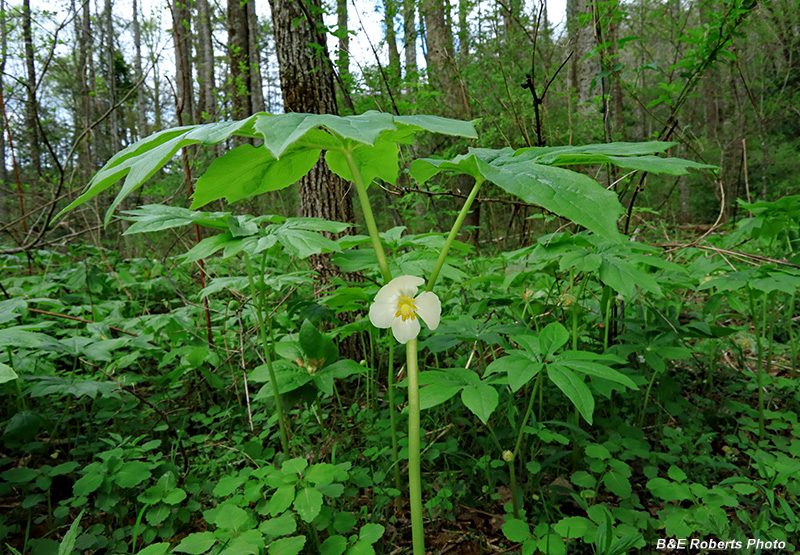 Mayapple