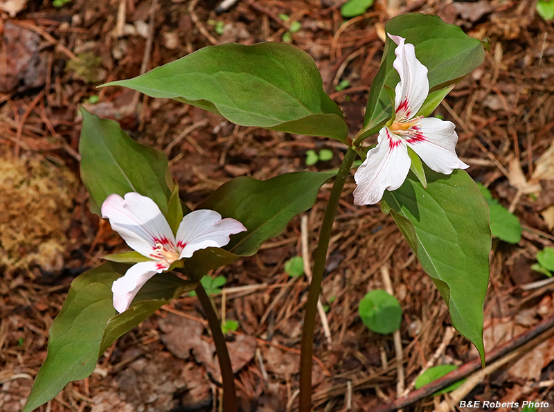 Painted_Trillium_pair