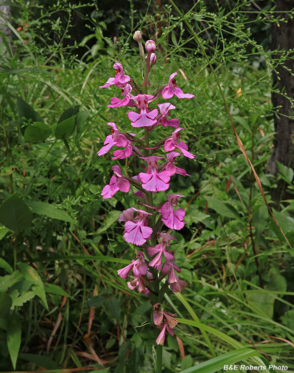 Platanthera_peramoena